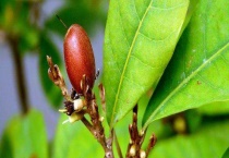 神秘果产地在哪里？神秘果的产地环境