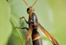 马蜂的生活习性 马蜂的阶段性特点