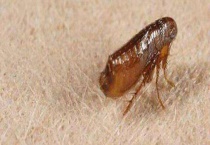 跳蚤怎么彻底消灭 跳蚤怕什么？