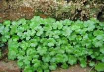 鱼鳞草长什么样