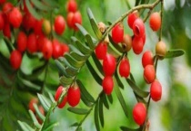 红豆杉的养殖方法和注意事项 附红豆杉盆景的养护