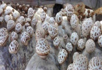 花菇的价钱 附花菇的产地、功效及选购技巧