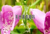 毛地黄有毒吗？