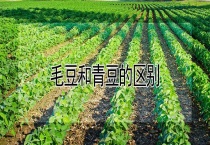 毛豆和青豆的区别？