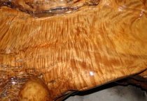 小叶桢楠和金丝楠区别？