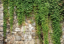 四季常青的爬藤植物有哪些？