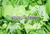 豌豆尖可以一年四季种植么