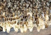 急造王台一般几天封盖 新王出房后一般做些什么？