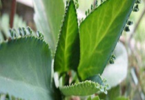 大叶落地生根有毒吗？