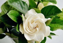 栀子花苞发黄掉了怎么办？