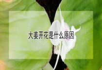大姜开花是什么原因？