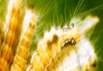 茶毛虫的防治方法 有哪些形态特征