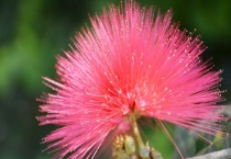 朱缨花和合欢花的区别？