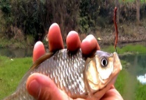 蚯蚓黑漂不中鱼什么原因？怎样解决