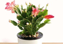 双层蟹爪兰上层扁瘪怎么办？