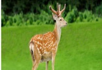 狍子和梅花鹿的区别？ 附形态区别？