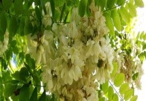 洋槐树什么时候开花 附地理分布及蜂蜜产量