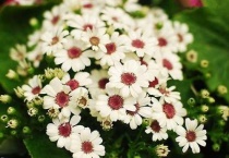 花的主要部分是什么？