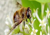 东北黑蜂有什么特点 详细介绍