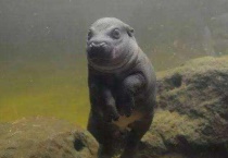 河马的汗水是天然的什么？