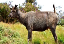 水鹿的牙齿长什么样
