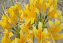 忽地笑和彼岸花的区别？