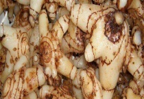 白芨种苗价格 附白芨的育苗多久？