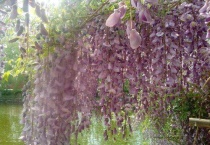 葡萄是用什么传播种子