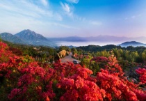 野生映山红是几级保护植物