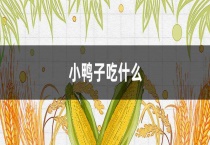 小鸭子吃什么？