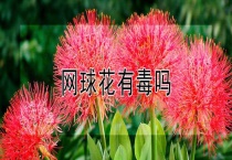 网球花有毒吗？