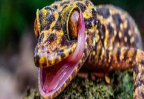 蛤蚧是什么动物 附生活环境介绍