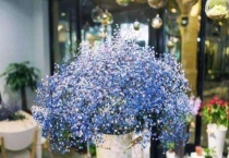 满天星需要插在水里吗？