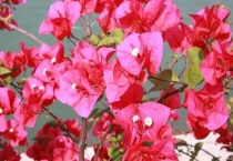 三角梅光杆会发芽吗？