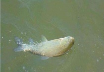 夏天钓草鱼技巧大全 附其饵料配方