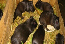 怎样识别黑豚鼠炒种骗局 黑豚鼠的销售推广经验