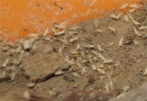 一亩养殖金蝉多少斤