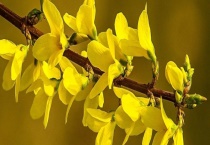 连翘的产地分布 附连翘的产地环境及种类分布