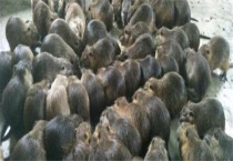 海狸鼠为什么没人养了