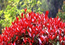 红叶石楠开花吗？