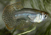 鱼是胎生还是卵生 具体怎么繁殖