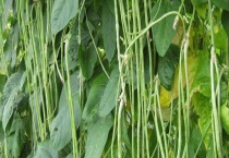 虹豆种植时间与多久？