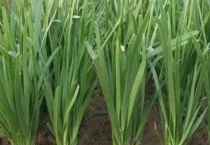 韭菜的种植时间 附韭菜的栽培条件及品种的分类