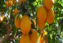 橙子的挑选方法 品种有哪些？