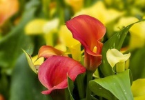 什么是彩色马蹄莲