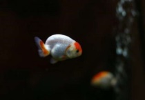 兰寿苗一选二选的标准有哪些？