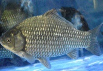 鲫鱼吃米饭吗？