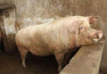 猪为什么是蛇的天敌