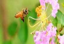 冬季蜂群管理要点有哪些 冬季管理的核心工作是保温防寒