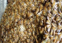 中蜂烂子病是什么原因造成的 有以下五个原因？